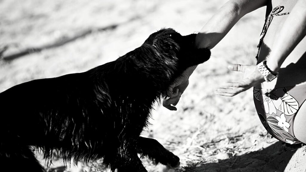 dog biting a victim